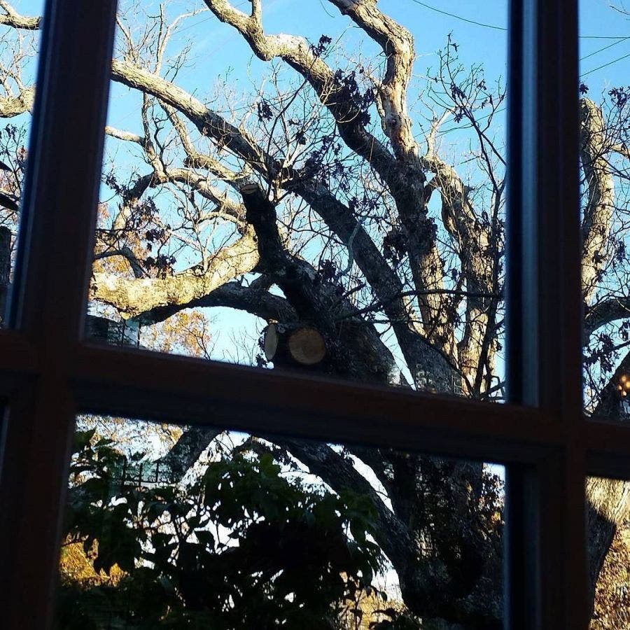 Community Celebrates Life of Basking Ridge's Historic Oak Tree ...
