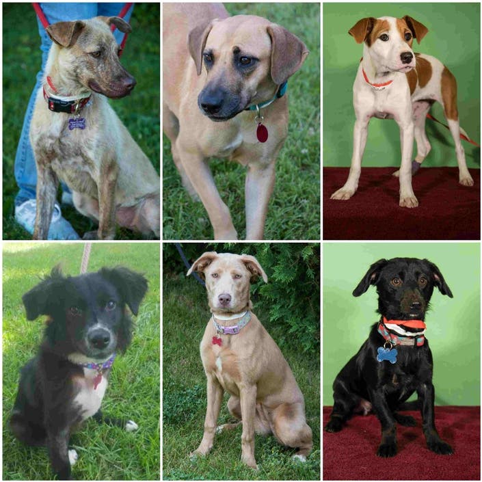6 Adoptable Dogs In Union County | Summit, NJ Patch