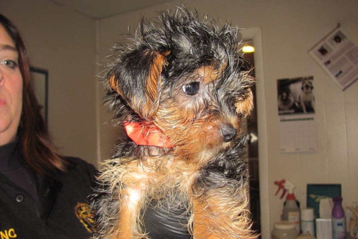 https://patch.com/img/cdn20/users/22871539/20180623/122253/styles/raw/public/processed_images/plainfield_spca_1-1529770487-5460.jpg