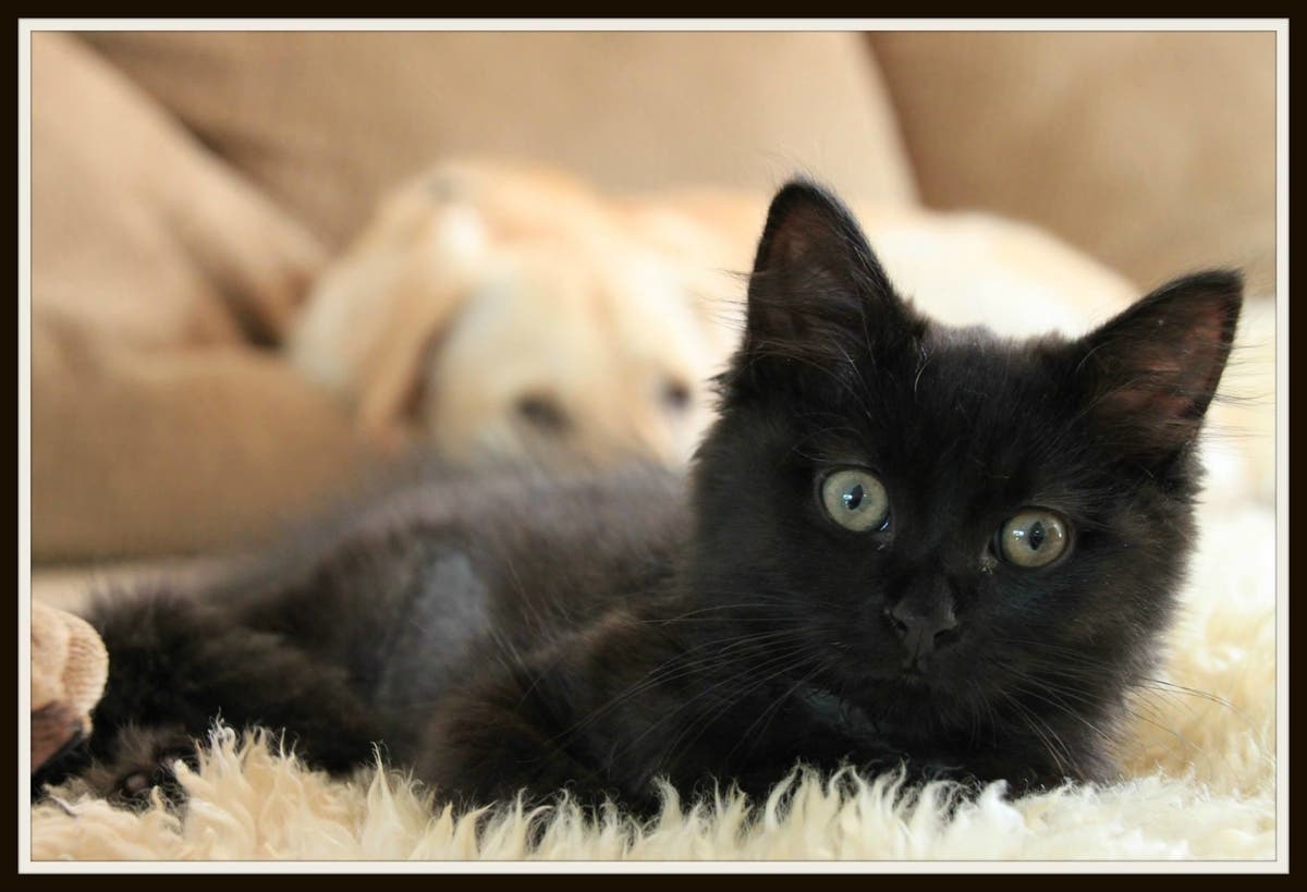https://patch.com/img/cdn20/users/22871539/20180711/113714/styles/raw/public/processed_images/harley_as_a_kitten_with_her_brother_bailey_looking_out_for_her_in_the_background-1531323376-2297.jpg