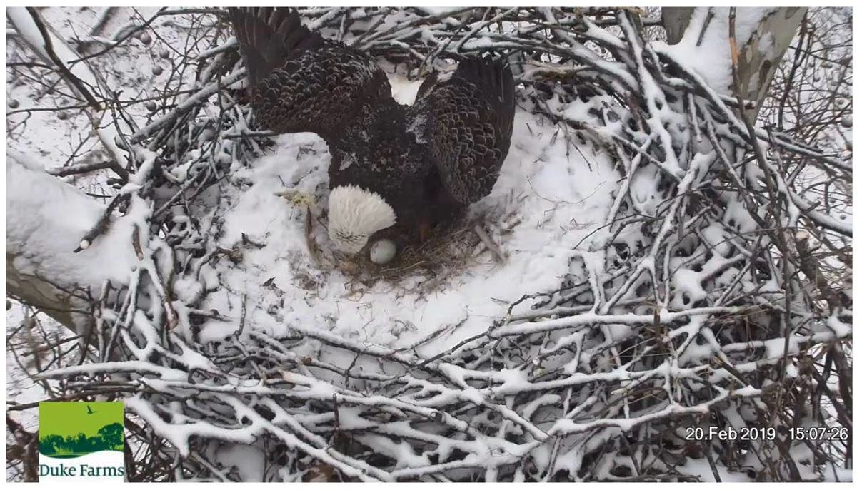 First Bald Eagle egg of 2019 seen at Duke Farms on Feb. 20.