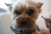 A Fanwood family is searching for their missing dog Jackson who was last seen Sunday.
