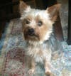 A Fanwood family is searching for their missing dog Jackson who was last seen Sunday.