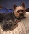 A Fanwood family is searching for their missing dog Jackson who was last seen Sunday.
