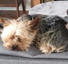 A Fanwood family is searching for their missing dog Jackson who was last seen Sunday.