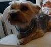 A Fanwood family is searching for their missing dog Jackson who was last seen Sunday.
