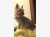A Fanwood family is searching for their missing dog Jackson who was last seen Sunday.