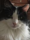 Oreo has been chosen as Hillsborough Patch's Pet Of The Week.
