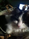 Oreo has been chosen as Hillsborough Patch's Pet Of The Week.