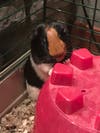 Jay and Wilbur Hoffman have been chosen as Princeton Patch's Pet Of The Week.