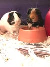 Jay and Wilbur Hoffman have been chosen as Princeton Patch's Pet Of The Week.