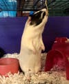 Jay and Wilbur Hoffman have been chosen as Princeton Patch's Pet Of The Week.