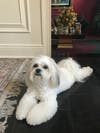 Lulu has been chosen as Warren Patch's Pet Of The Week.