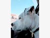 Meet Remington! He has been chosen as Bridgewater Patch's Pet Of The Week.