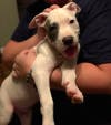 Meet Remington! He has been chosen as Bridgewater Patch's Pet Of The Week.