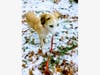 Meet Maddie! She has been chosen as Scotch Plains-Fanwood Patch's Pet Of The Week.