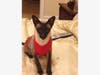 Meet Steamer! He has been chosen as Warren Patch's Pet Of The Week.