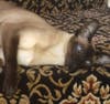 Meet Steamer! He has been chosen as Warren Patch's Pet Of The Week.