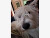 Meet Summer! She has been chosen as Scotch Plains-Fanwood Patch's Pet Of The Week.