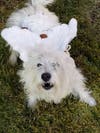 Meet Summer! She has been chosen as Scotch Plains-Fanwood Patch's Pet Of The Week.
