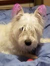 Meet Summer! She has been chosen as Scotch Plains-Fanwood Patch's Pet Of The Week.