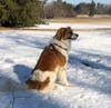 Meet Fluffy! He has been chosen as Princeton Patch's Pet Of The Week.