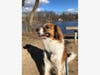 Meet Fluffy! He has been chosen as Princeton Patch's Pet Of The Week.