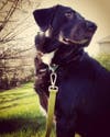 Meet Quinn! She has been chosen as Bridgewater Patch's Pet Of The Week.