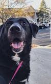 Meet Quinn! She has been chosen as Bridgewater Patch's Pet Of The Week.