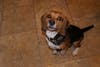Meet Pepper! She has been chosen as Clark-Garwood Patch's Pet Of The Week.