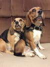 Meet Pepper! She has been chosen as Clark-Garwood Patch's Pet Of The Week.