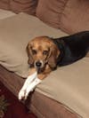 Meet Pepper! She has been chosen as Clark-Garwood Patch's Pet Of The Week.