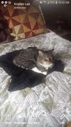 Meet Scrappy! He has been chosen as Manville's Patch's Pet Of The Week.