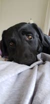 Meet Doni! He has been chosen as Princeton Patch's Pet Of The Week.