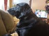 Meet Doni! He has been chosen as Princeton Patch's Pet Of The Week.