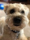 Meet Teddy! He has been chosen as Scotch Plains-Fanwood Patch's Pet Of The Week.