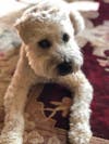 Meet Teddy! He has been chosen as Scotch Plains-Fanwood Patch's Pet Of The Week.