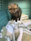 A baby red fox was rescued after it was found under a dumpster in Princeton this week.