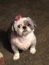 Meet Honey! She has been chosen as Bridgewater Patch's Pet Of The Week.