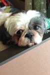 Meet Honey! She has been chosen as Bridgewater Patch's Pet Of The Week.