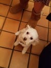 Meet Riley! She has been chosen as Bridgewater Patch's Pet Of The Week.