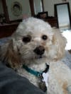 Meet Riley! She has been chosen as Bridgewater Patch's Pet Of The Week.