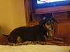 Meet Dabby! She has been chosen as Clark-Garwood Patch's Pet Of The Week.