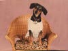 Meet Dabby! She has been chosen as Clark-Garwood Patch's Pet Of The Week.