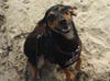 Meet Dabby! She has been chosen as Clark-Garwood Patch's Pet Of The Week.