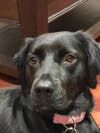 Meet Jersey Girl! She has been chosen as Hillsborough Patch's Pet Of The Week.