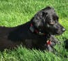 Meet Jersey Girl! She has been chosen as Hillsborough Patch's Pet Of The Week.