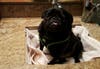 Meet Tallullah! She has been chosen as Princeton Patch's Pet Of The Week.