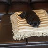 Meet Tallullah! She has been chosen as Princeton Patch's Pet Of The Week.