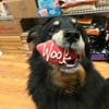 The Hungry Hound, a longtime Somerville dog bakery and boutique, is relocating to a much larger space.